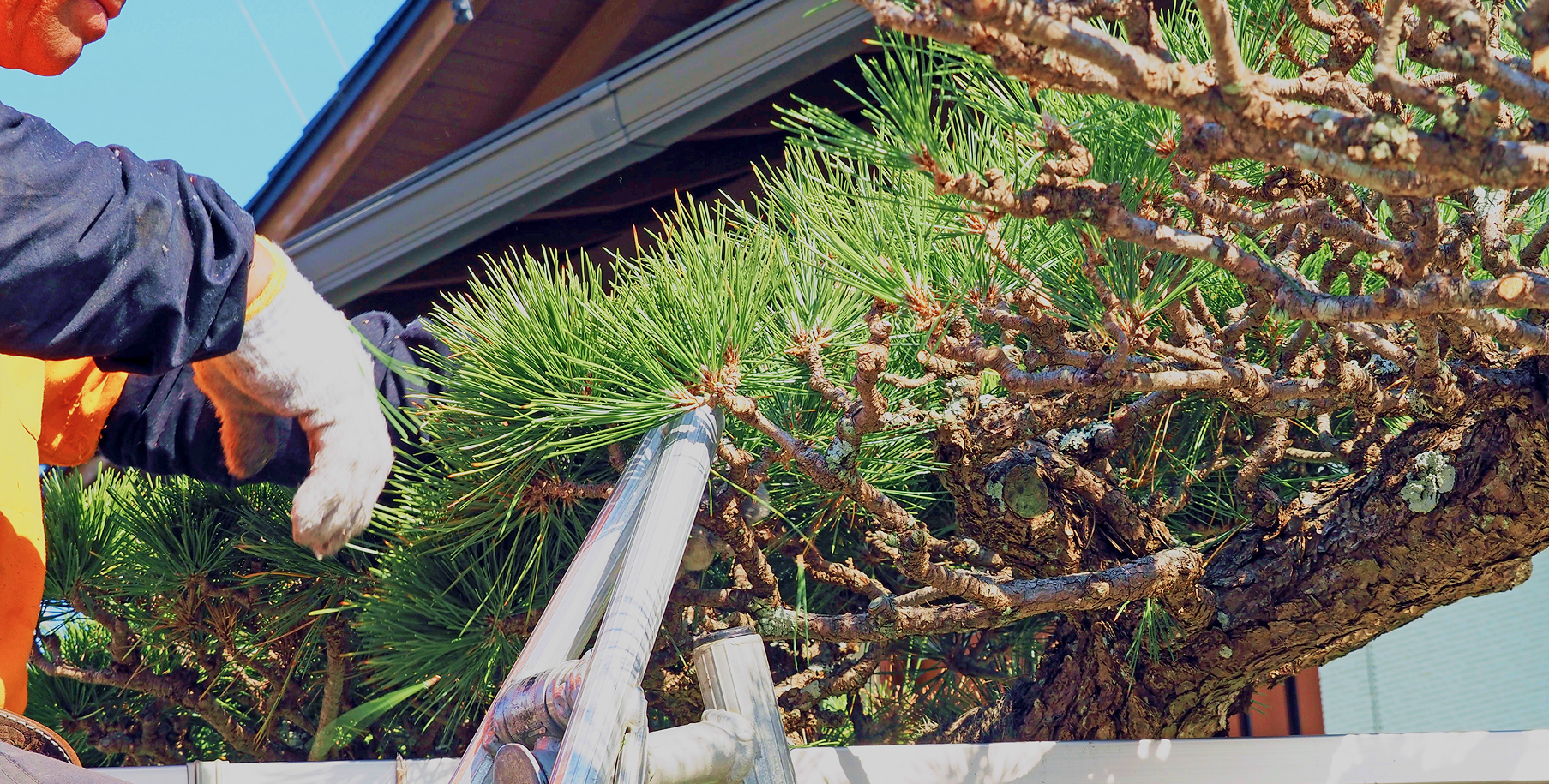 剪定